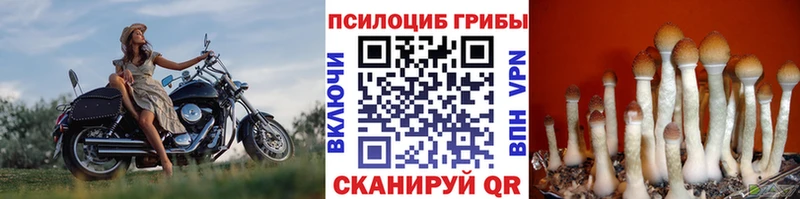 Галлюциногенные грибы Cubensis  Лесной 